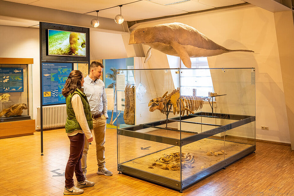 Zwei Personen betrachten in einem naturhistorischen Museum ein großes, in der Luft hängendes Dugong-Skelett (Seekuh) und ein großes Dinosaurier-Skelett in einer Glasvitrine