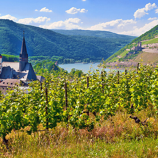 Picturesque river landscape with vineyards in the foreground, wooded steep slopes, and castle ruins in the sunshine