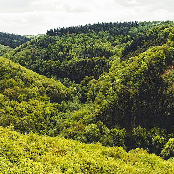 View over a densely wooded slope and a green valley, showing the diversity of the forest