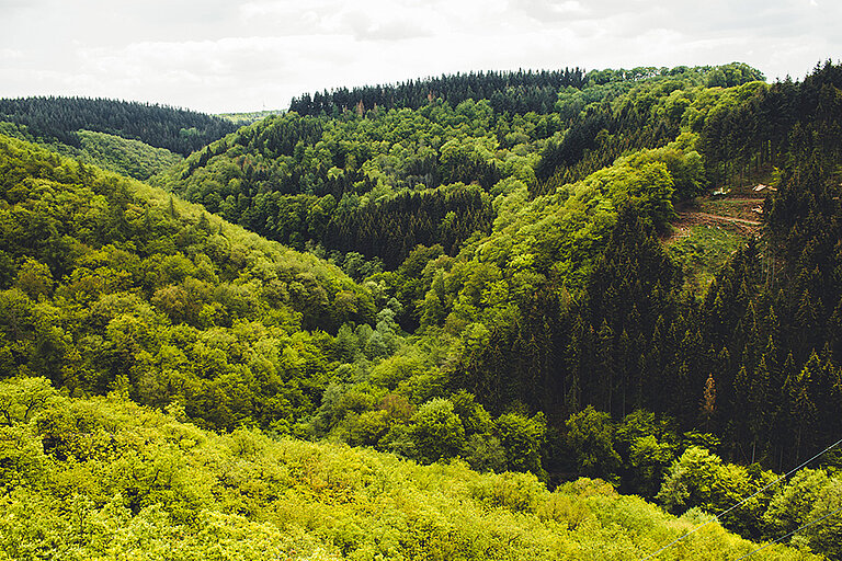 Blick auf die Berge und Wälder im Nationalpark Hunsrück-Hochwald