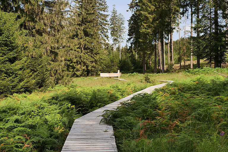Wanderweg durch den Nationalpark Hunsrück-Hochwald
